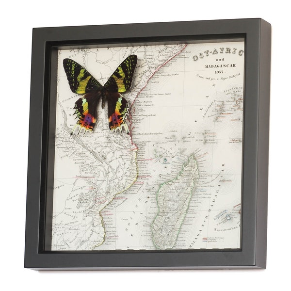 Framed Map of Madagascar with Sunset Moth, Wall Art, Natural History Art