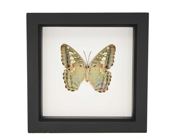 Mariposa Clipper enmarcada con cristal inferior que bloquea los rayos UV, 6x6