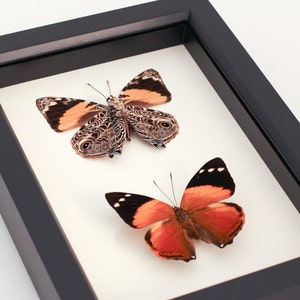 Framed Wall Art Butterflies Double Display Smyrna blomfildia