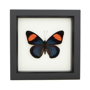 Butterfly Frame Shadowbox Painted Beauty Tropical Insect
