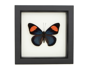 Butterfly Frame Shadowbox Painted Beauty Tropical Insect