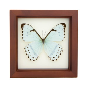 Framed Butterfly Display, Mint Morpho Insect Art image 3