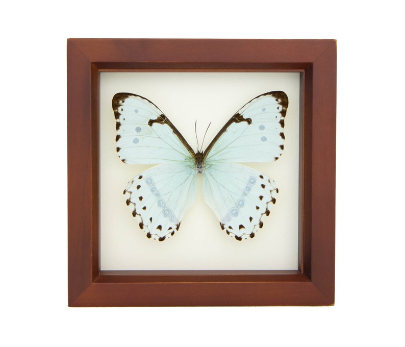 Framed Butterfly Display, Mint Morpho Insect Art image 3