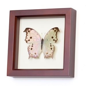 Nature Wall Art, Framed Butterfly Mother of Pearl, Brown Frame SALAMIS PARHASSUS image 4