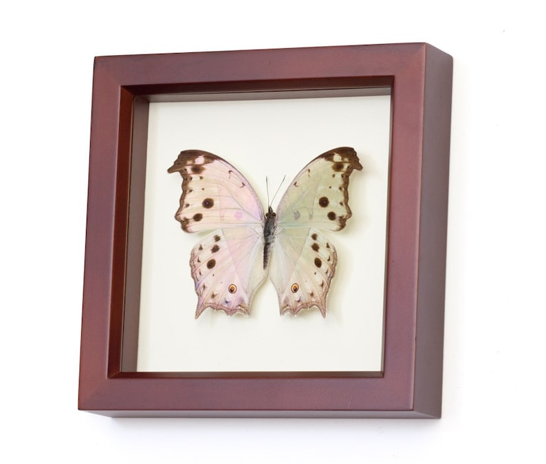 Nature Wall Art, Framed Butterfly Mother of Pearl, Brown Frame SALAMIS PARHASSUS image 4