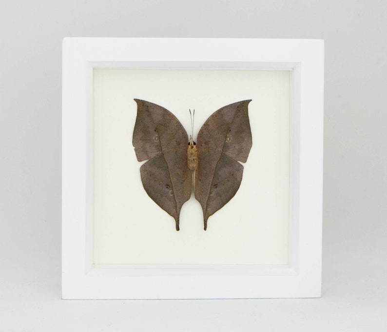 Framed Butterfly Decor Dead Leaf Mimic Butterfly image 3