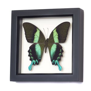 Framed Peacock Swallowtail Butterfly Art Display Papilio blumei 6x6