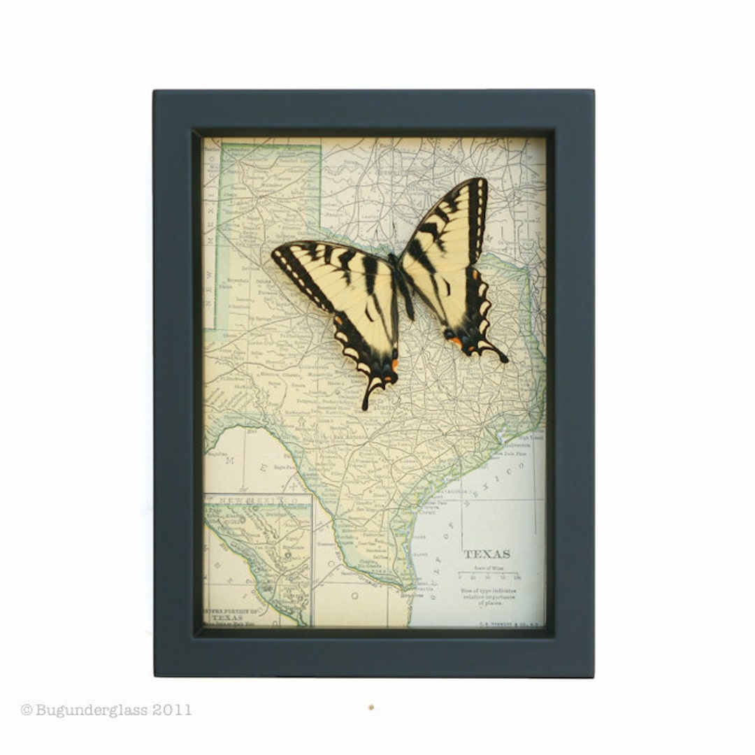 Framed Map of Texas With Tiger Swallowtail Butterfly Display Etsy