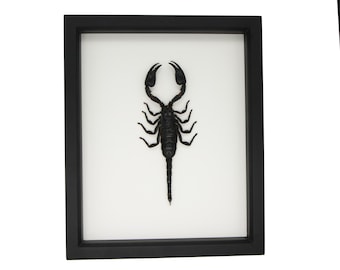 Framed Giant Scorpion Insect Display UV blocking Glass 9x11