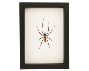 Exhibición de arañas reales enmarcadas con vidrio que bloquea los rayos UV, 6x8