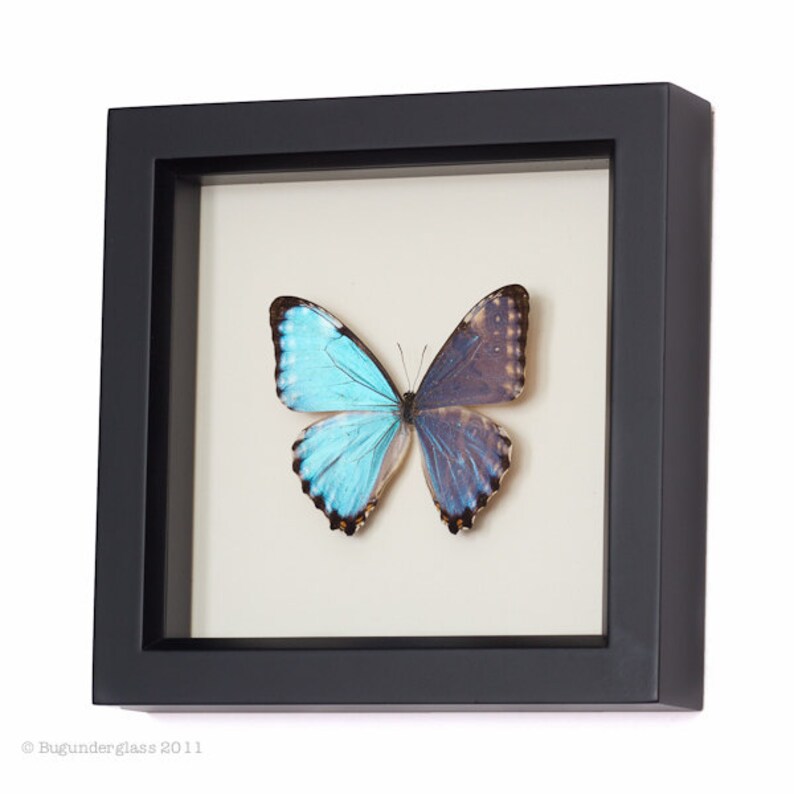 Real Framed Blue Morpho Erfly Display Image 0