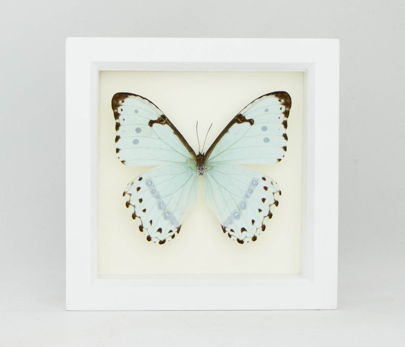 Framed Butterfly Display, Mint Morpho Insect Art image 2