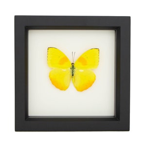 Real Butterfly Decor Framed display with Sulphur Insect