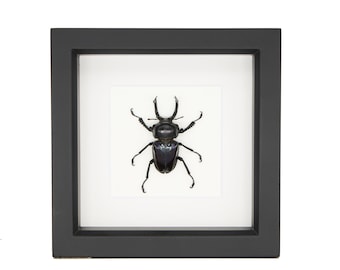 Cristal con protección UV contra el escarabajo ciervo arcoíris (Phalacrognathus muelleri) Marco de 6x6 pulgadas E103