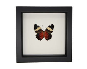 Real Butterfly Decor Cracker Butterfly Hamadryas amphinome underside 6x6