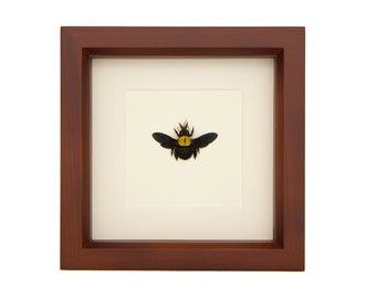 Framed Yellow Bee Carpenter Bee Xylocopa confusa Nature Wall Art 6x6