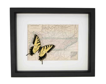Mapa antiguo enmarcado de Tennessee con una auténtica mariposa cola de golondrina tigre autóctona de 9x11 pulgadas.