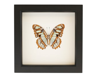 Framed Butterfly Decor Display Malachite Butterfly 6x6