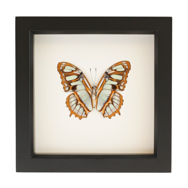 Framed Butterfly Decor Display Malachite Butterfly 6x6