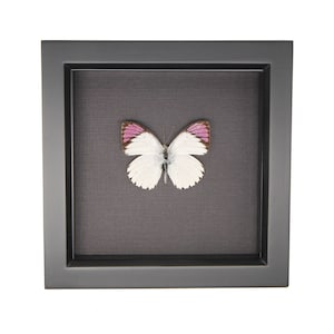 Framed Purple Tip Butterfly Colotis ione Black Background 6x6