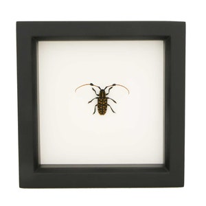 Aristobia approximator Framed Longhorn Beetle Insect Display Cerambycidae image 1