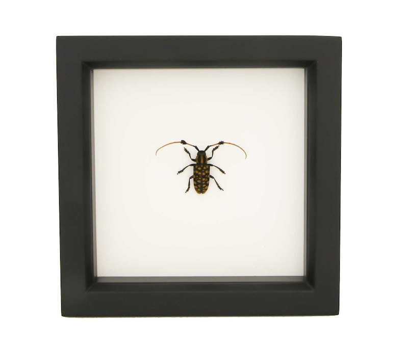 Aristobia approximator Framed Longhorn Beetle Insect Display Cerambycidae image 1