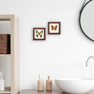 Butterfly Display Charaxes candiope Framed Insect Art image 6