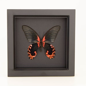 Framed Insect Red Scarlet Mormon Black Background