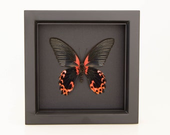 Framed Insect Red Scarlet Mormon Black Background