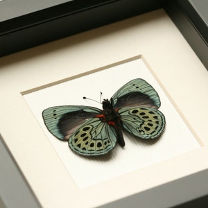 Papillon taxidermie Charles Darwin vrai papillon affichage F1058