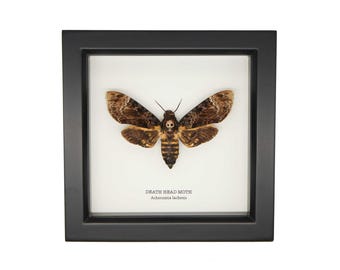 Giant Ghostly Silk Moth Framed Taxidermy - Ceranchia Apollina