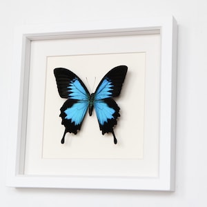 Real Framed Butterfly Papilio ulysses in museum White Shadowbox image 1