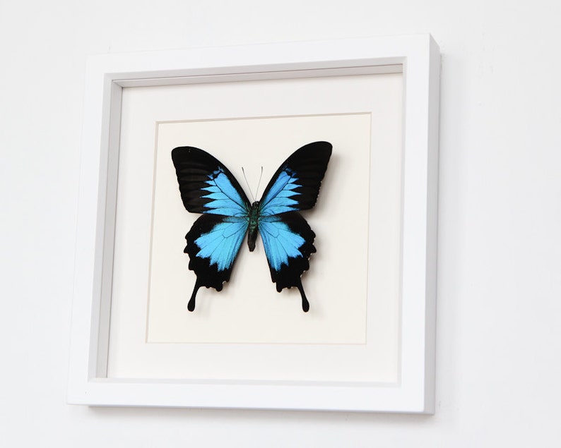 Real Framed Butterfly Papilio ulysses in museum White Shadowbox image 1