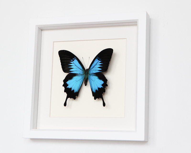 Real Framed Butterfly Papilio Ulysses in Museum White Shadowbox