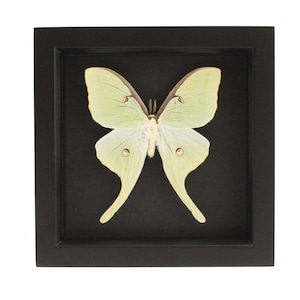 Framed Luna Moth Display with black background 6x6