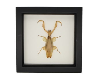 Real Framed Praying Mantid Unknown Species