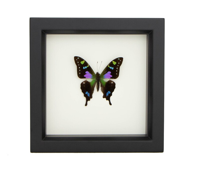 3D Wall Art Insect Entomology Shadow Box Display 6x6 image 4