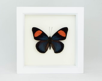 Framed Butterfly Art Painted Beauty Insect Collection