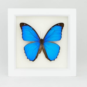 Blue Morpho Butterfly Real Mounted Butterfly Display 6x6 image 1