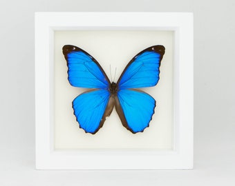 Blue Morpho Butterfly Real Mounted Butterfly Display 6x6
