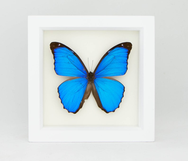 Blue Morpho Butterfly Real Mounted Butterfly Display 6x6 image 1