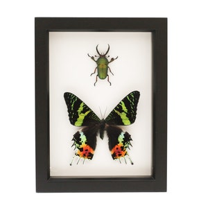 The Stag and the Moth framed insect collection 6x8
