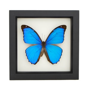 Blue Morpho Butterfly Real Mounted Butterfly Display 6x6 image 2