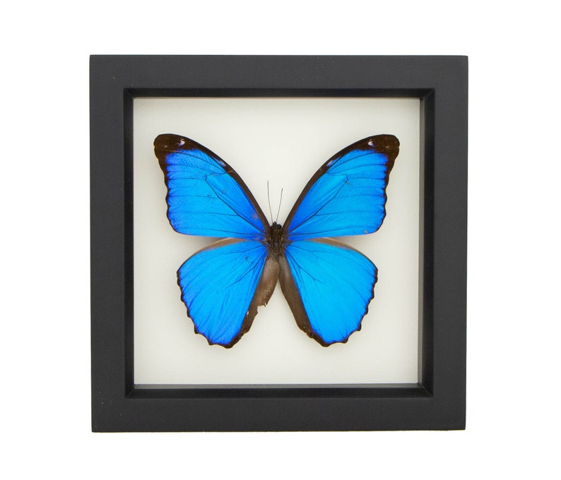 Blue Morpho Butterfly Real Mounted Butterfly Display 6x6 image 2