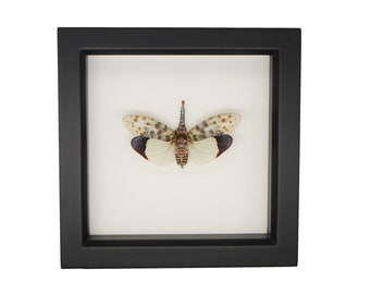 Framed White Winged Lantern fly Pyrops astarte Display 6x6