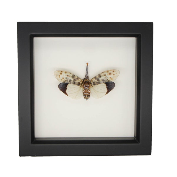 Framed White Winged Lantern fly Pyrops astarte Display 6x6