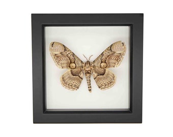 DISCOUNTED small flaw Real Framed Moth Display Rare Brahmaea hearseyi 511