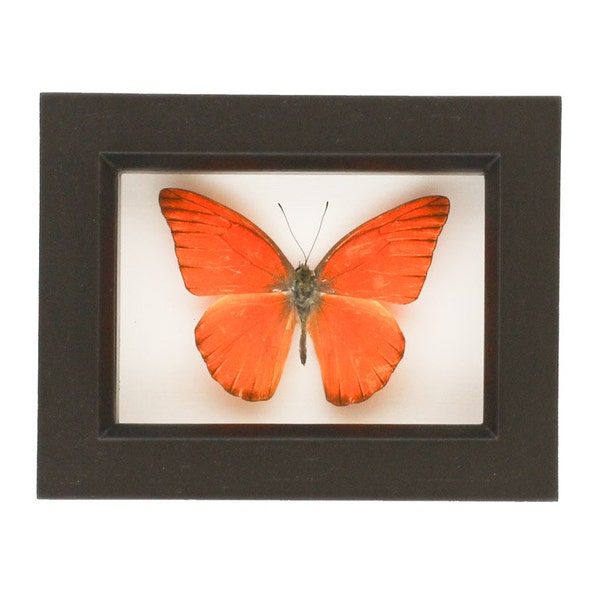 Marco de albatros naranja mariposa montado