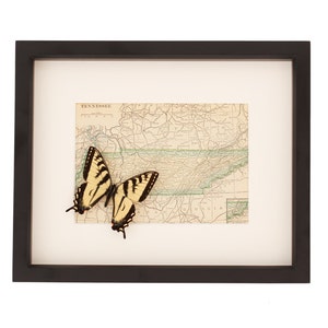 Vintage Framed Map of Tennessee with Real Tiger Swallowtail Butterfly image 1