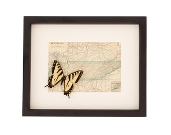 Vintage Framed Map of Tennessee with Real Tiger Swallowtail Butterfly